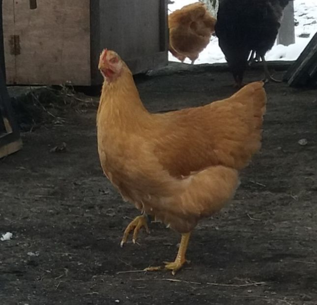  - 3 Plymouth rock buff 2014-2022 arhiva