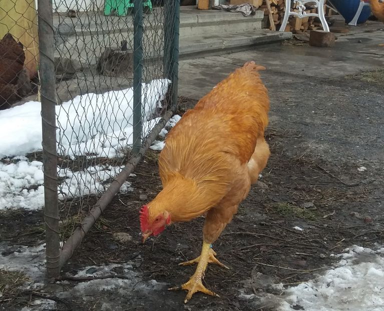  - 3 Plymouth rock buff 2014-2022 arhiva