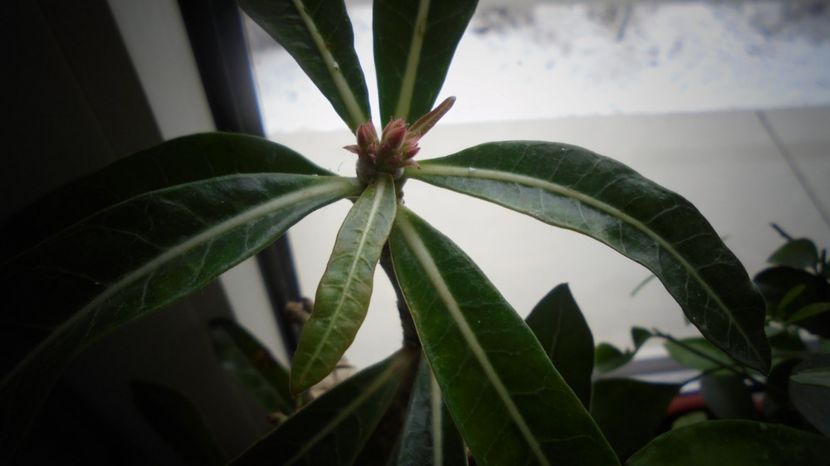 Astept de n ani... - In glastra