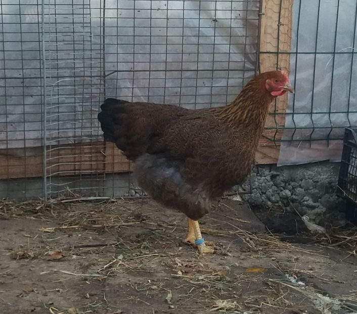  - 2 Plymouth partridge 2012-2022 arhiva