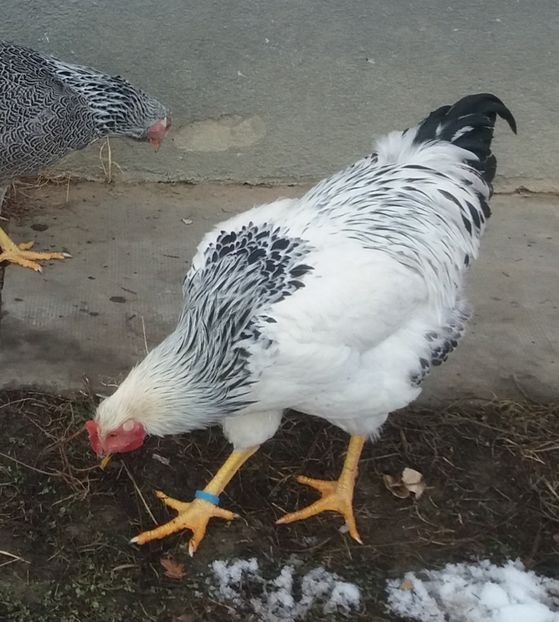  - 7 Plymouth rock Columbian 2018 -2021