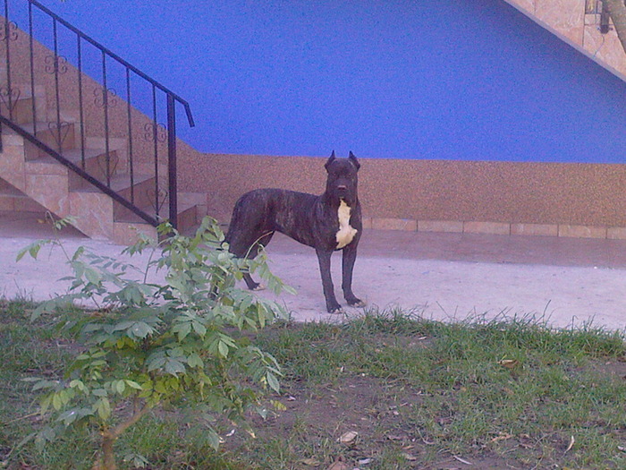Photo-0031 - caini de rasa dog de canario