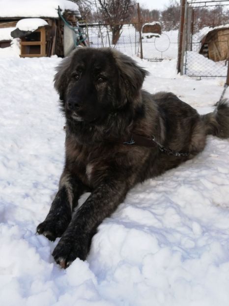  - Jucatori de galati 2017 - 2018