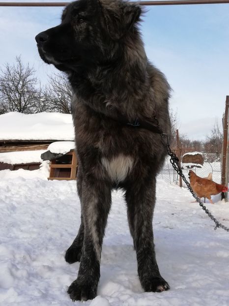  - Jucatori de galati 2017 - 2018