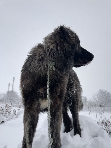  - Jucatori de galati 2017 - 2018