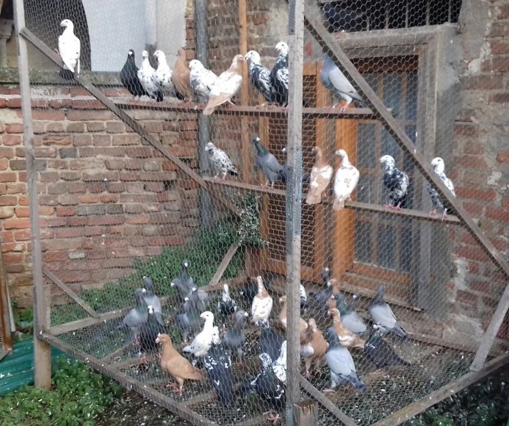 20181222_160233-1 - Pentru 2019