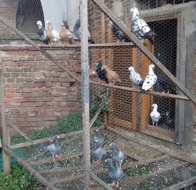 20181222_145336-1 - Pentru 2019