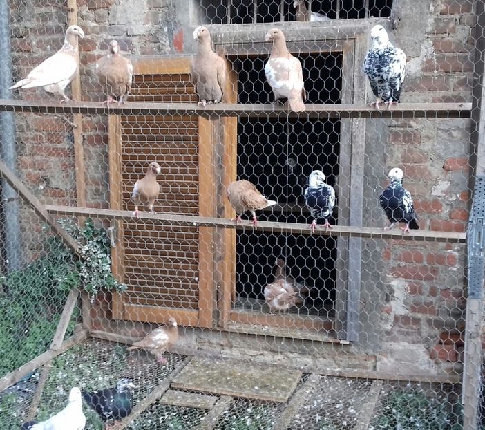 20181222_152904-1 - Pentru 2019