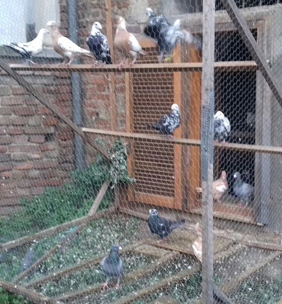 20181221_151313-1 - Pentru 2019