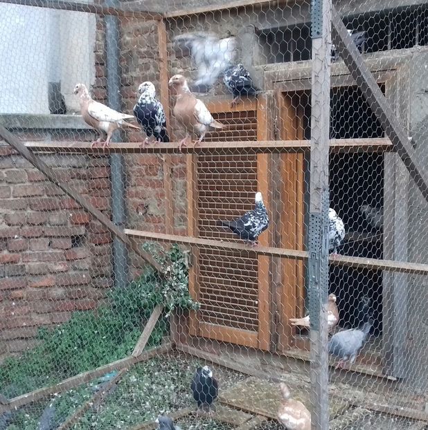 20181221_151319-1 - Pentru 2019