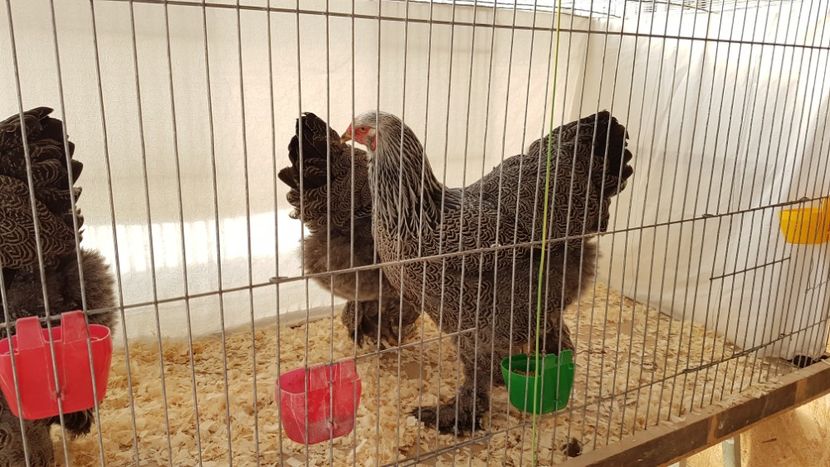 20181222_145518 b - Brahma Herminat Inchis - pentru 2019