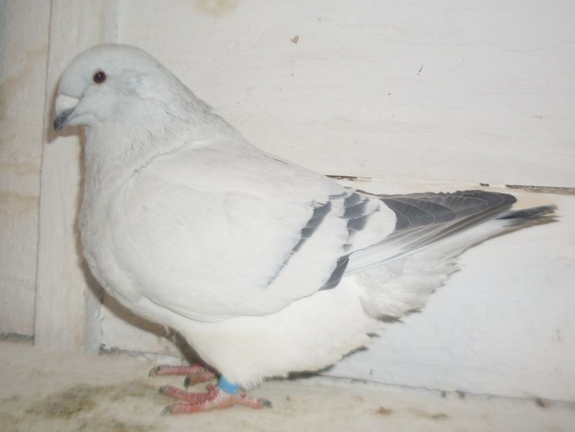 F 2018 - 000 FEMELE 2018