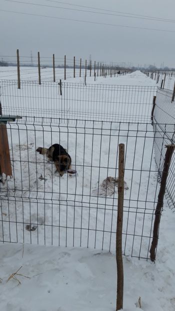  - Livada 1 anul I 2018