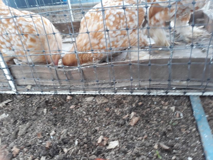  - Sectiunea 1A-Gaini mii de flori -oua si puisori!