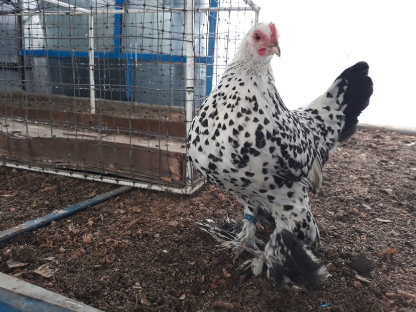  - Sectiunea 1A-Gaini mii de flori -oua si puisori!