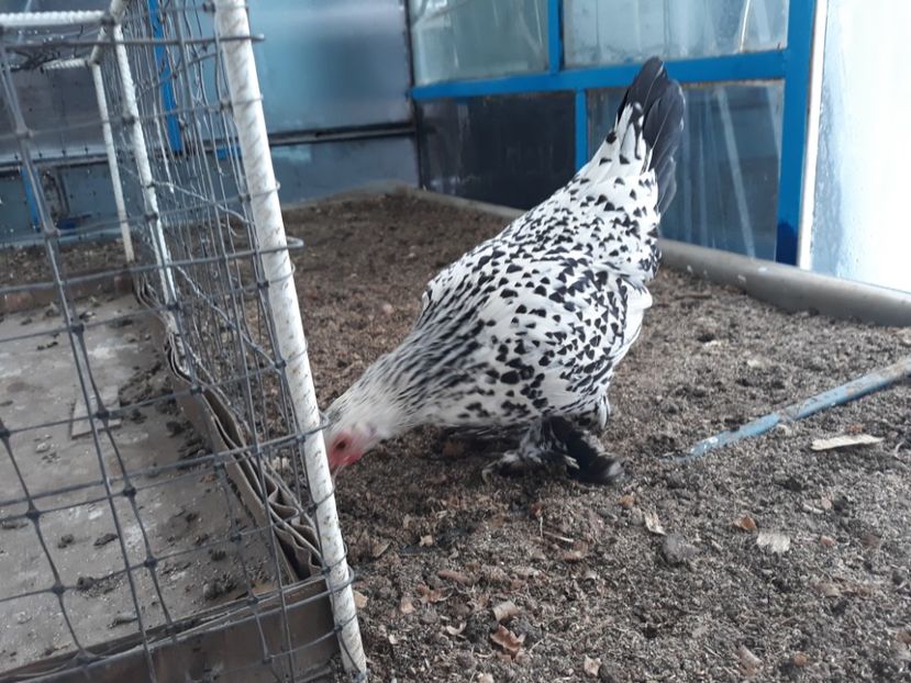  - Sectiunea 1A-Gaini mii de flori -oua si puisori!