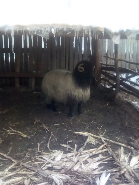  - Berbecuți și oi