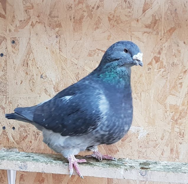 1 F 2014 Bufnita - 2018 Guti si Cuci