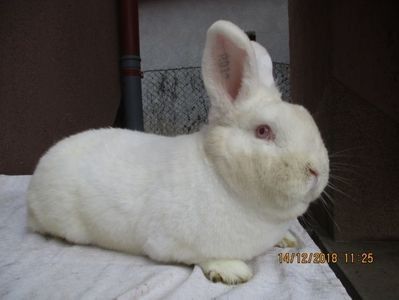 RO 12 - 1816 - X ARHIVA IEPURI CE AM AVUT