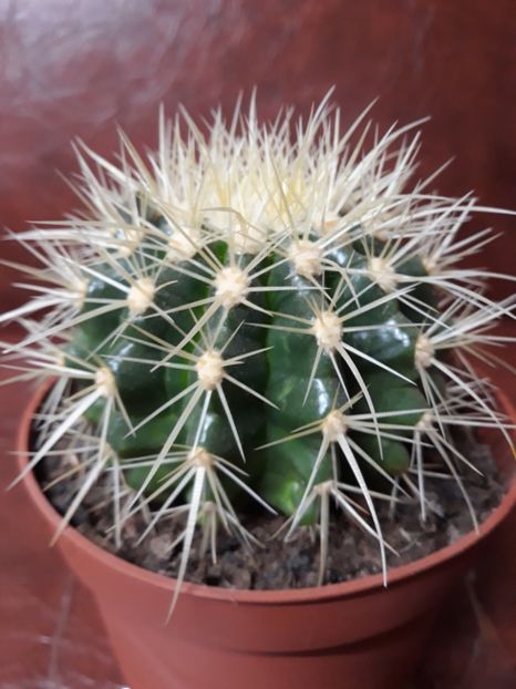 Echinocactus Grusonii - Cactusi