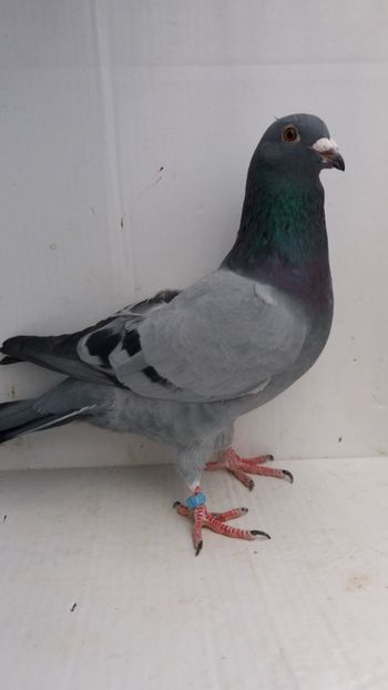 M 2018 vandut - De! voiajori vanduti