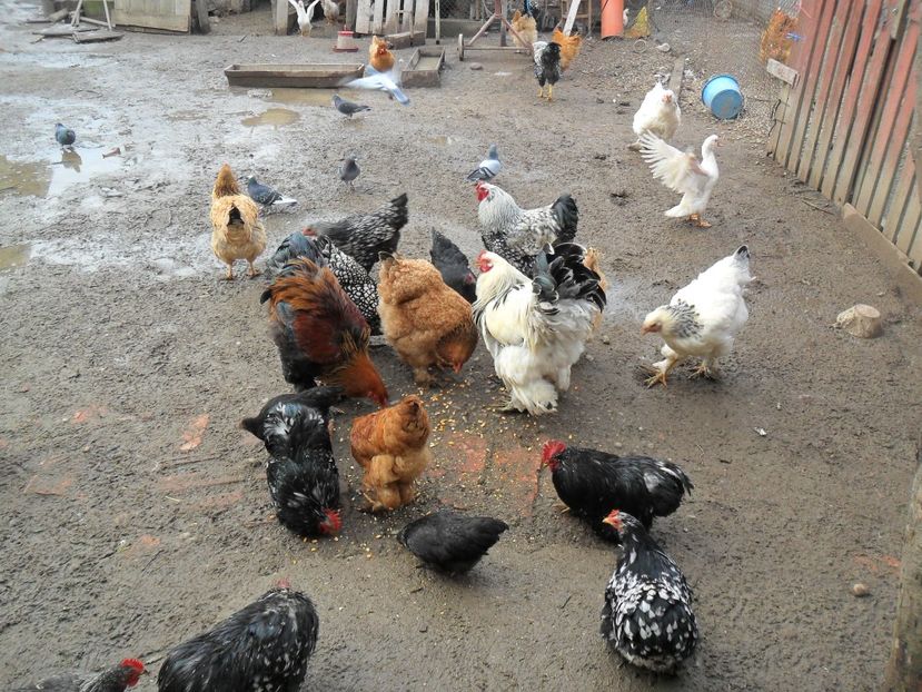 SAM_0596 - austrolop