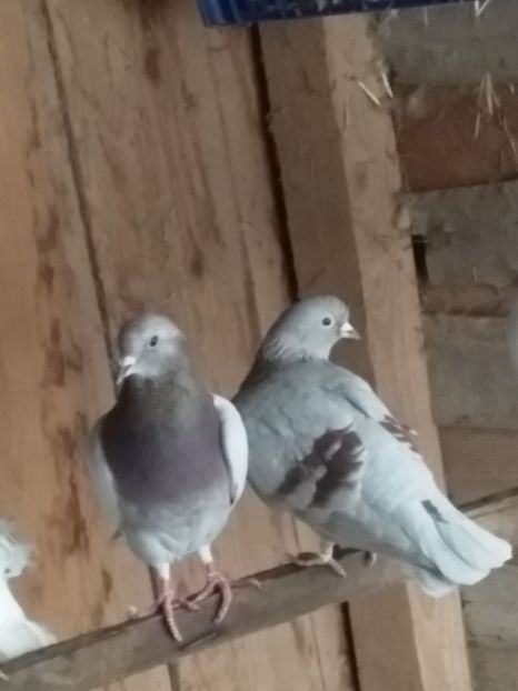  - porumbeii mei
