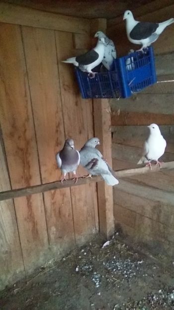  - porumbeii mei