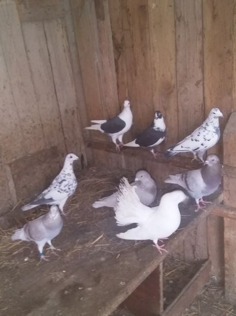  - porumbeii mei