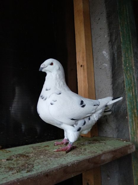  - Matcă 2019 femele americani