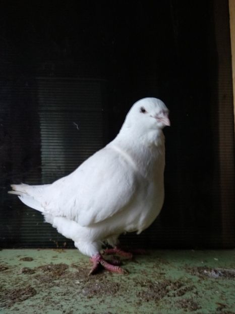 F2015 - Matcă 2019 femele americani