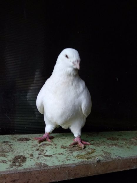  - Matcă 2019 femele americani