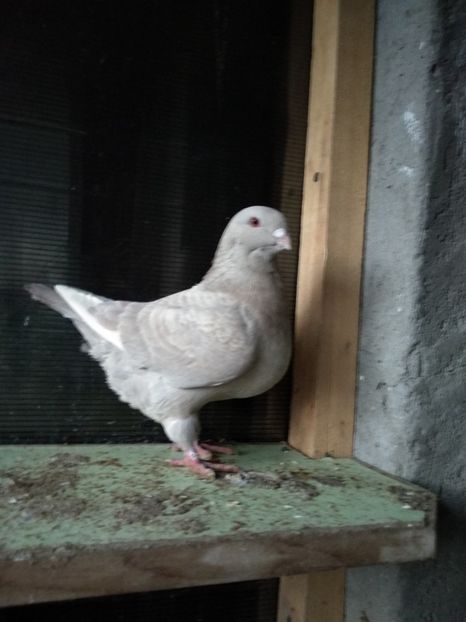 F2018 - Matcă 2019 femele americani