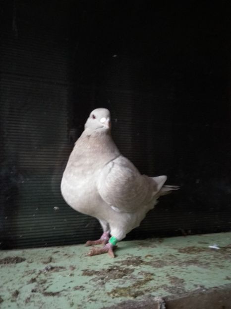  - Matcă 2019 femele americani