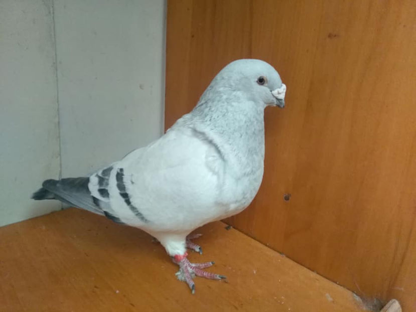 M 2016 - Porumbei  vinduti