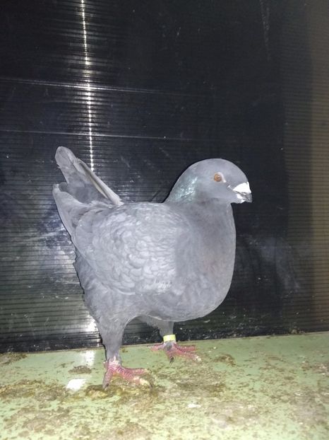 F2017 - Matcă 2019 femele americani