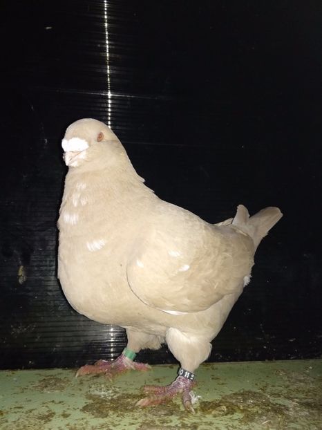 F2016 - Matcă 2019 femele americani