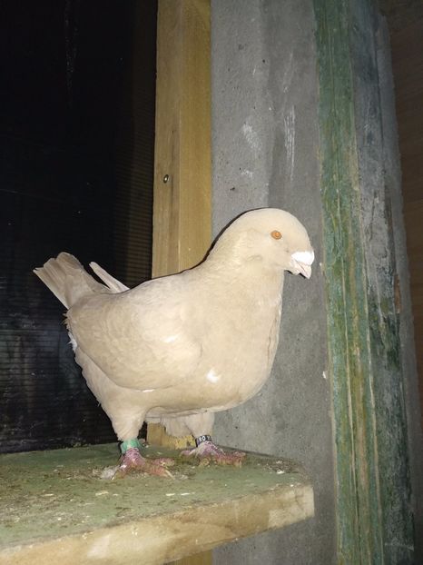 F2016 - Matcă 2019 femele americani