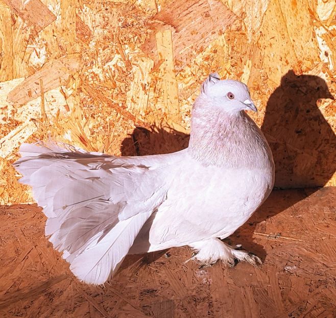 M-2016 - Q-Porumbei Voltați Indieni