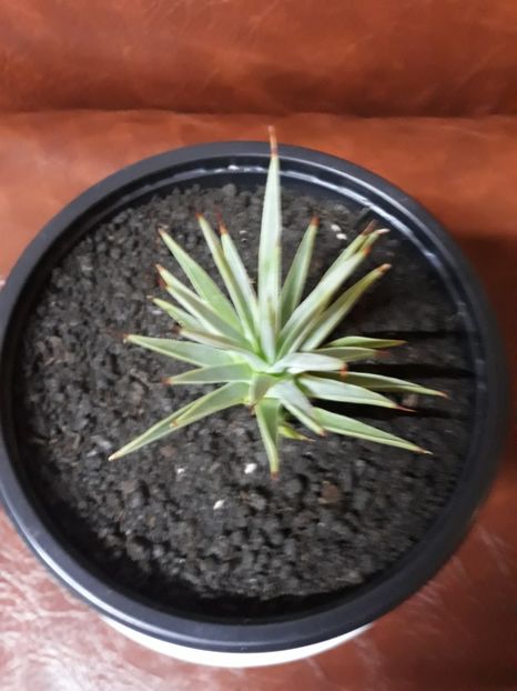 Stricta Nana - Agave