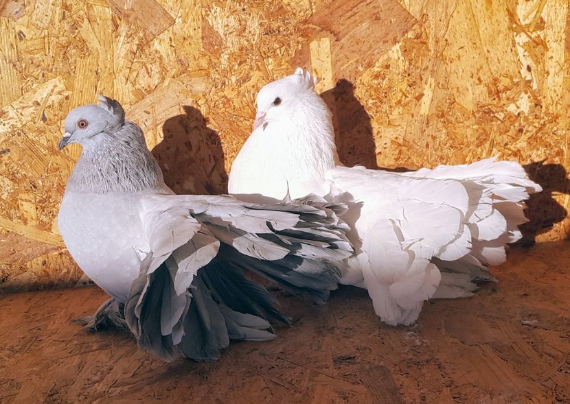 Perechea nr 2 - Q-Porumbei Voltați Indieni