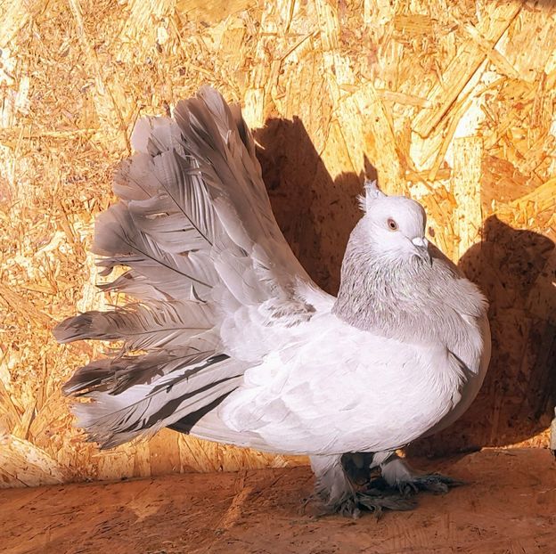 F-2018 - Q-Porumbei Voltați Indieni