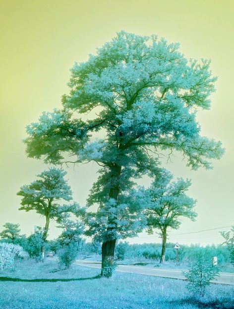 COPACU recize - PEISAJE IN INFRA-ROSU