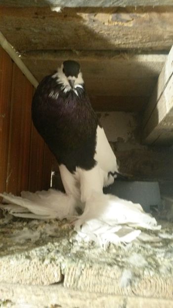 Mascul - 12 gusat ceh