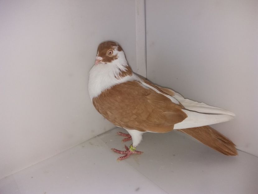 7118  femelă  2017 - Plecați ALBUM 2