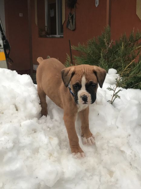 A3DEDAAA-FD4F-4F71-B59B-8C13374B2443 - Boxer Lord