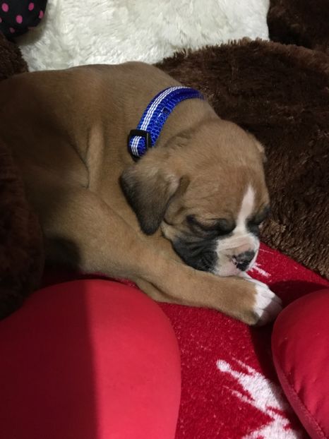 F5D71C8C-0A47-4D31-BC90-29CEC22F3C98 - Boxer Lord