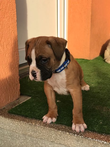 1A3F3281-C21D-4DBE-B315-18108699615F - Boxer Lord