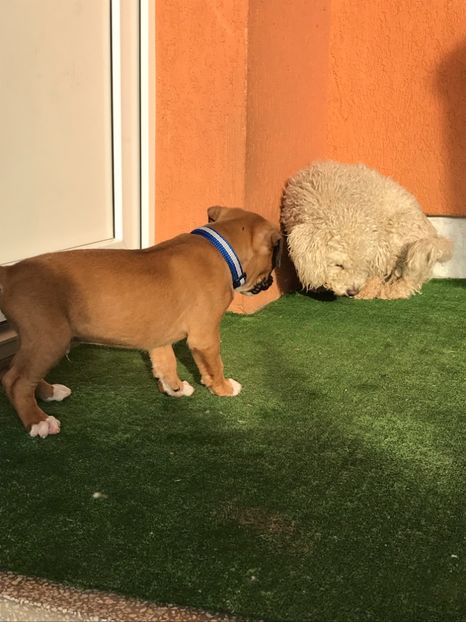 226976C4-2127-4DC8-A15E-52ED0EBC9FC7 - Boxer Lord