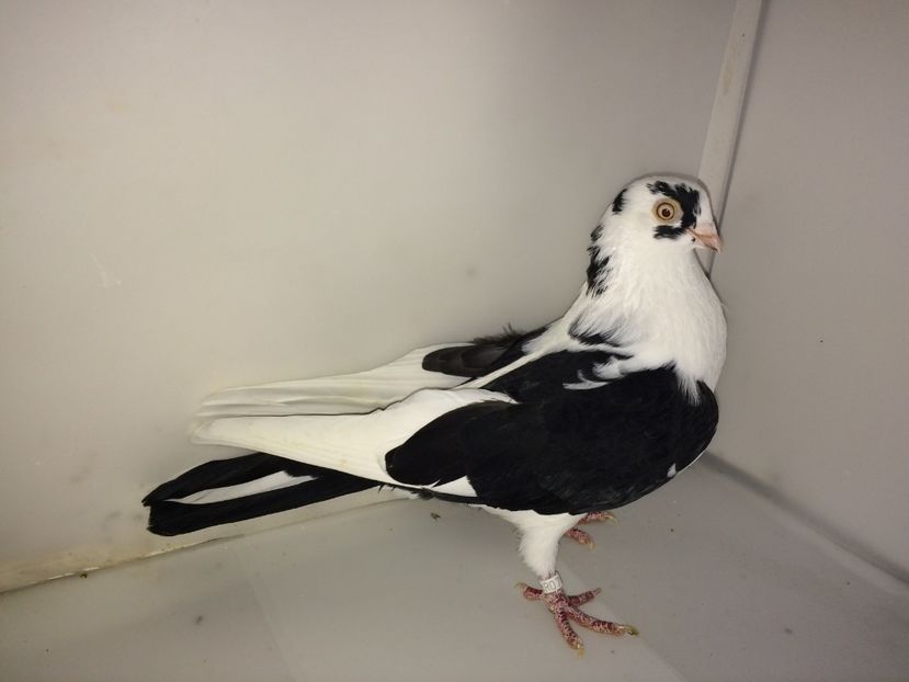 5664  femelă  2015 - Plecați ALBUM 2